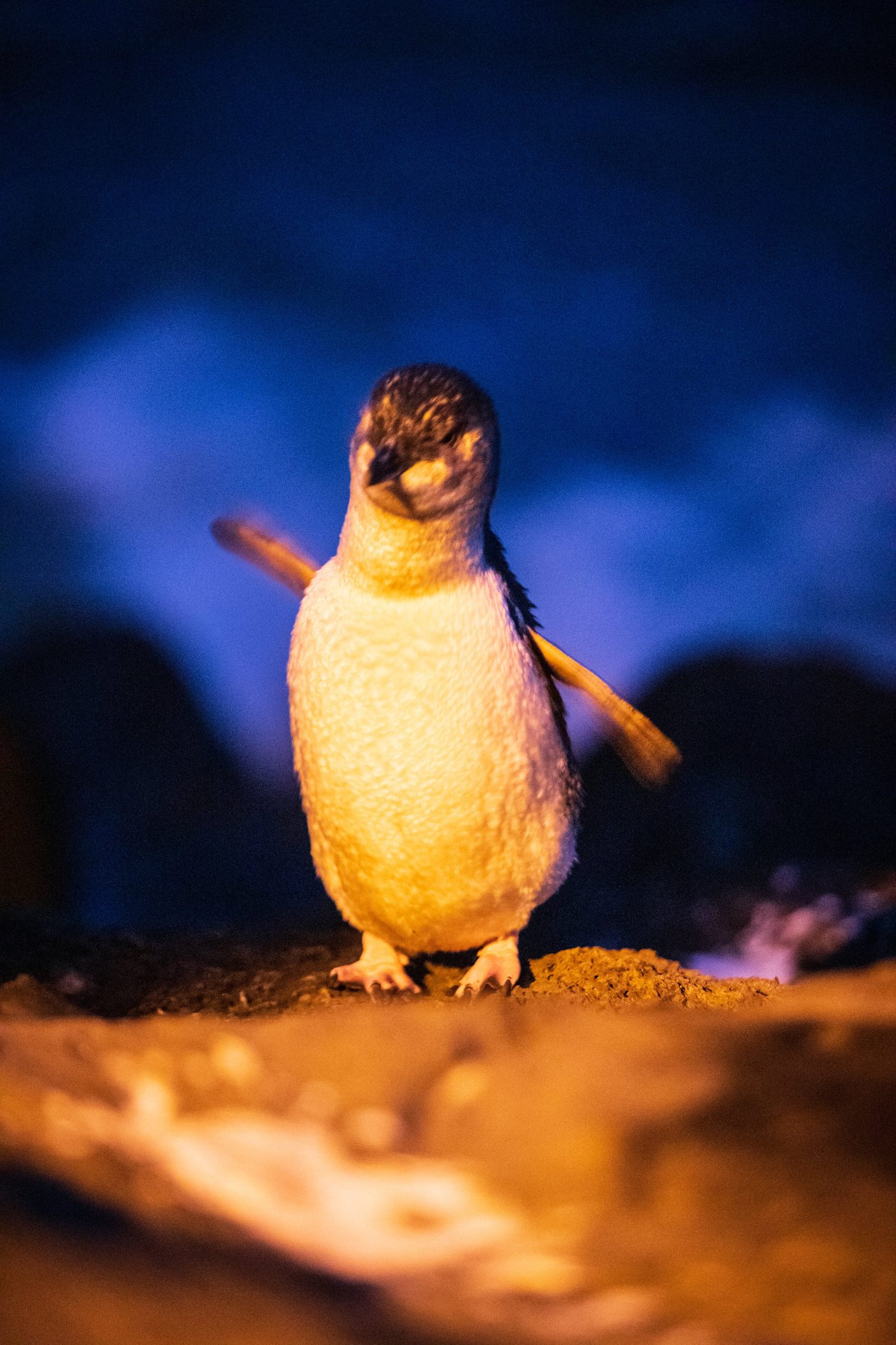 st-kilda-penguins-melbourne-boat4hire-self-drive-boat-tours